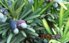 罗汉松果的功效与作用 罗汉松果的功效与作用点