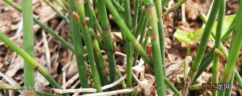 节节草用什么药能除根 节节草用什么药可以除掉