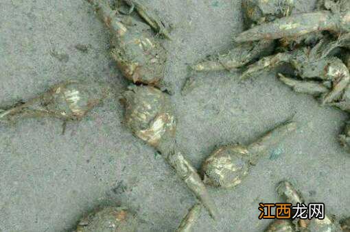 茨菇种植多久能收获 茨菇种植多久能收获成熟