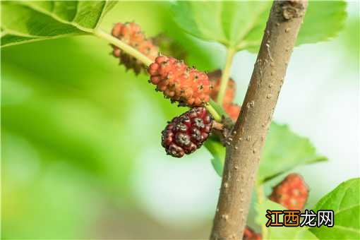 2020年种植什么有前景 2020年种植什么最赚钱