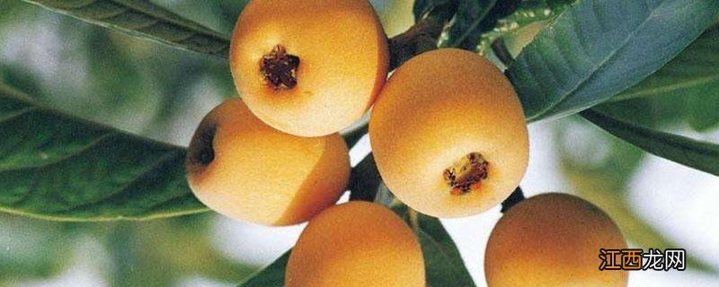 枇杷育种方法 枇杷苗怎么培育