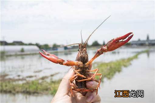 春季养虾时，小龙虾苗的挑选方法有哪些？看好这3点准没错！