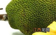 菠萝蜜怎么吃图解视频 菠萝蜜怎么吃图解