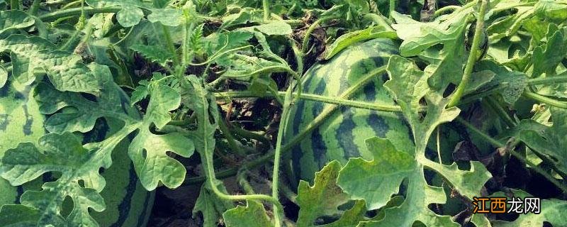 西瓜叶枯病图片用什么药防治 西瓜叶枯病图片用什么药防治视频