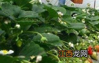 草莓如何种植结果大 草莓如何种植