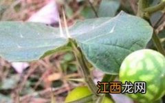 黄果茄有毒吗 黄果茄有没有毒