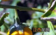 黄果茄怎么吃才好吃 黄果茄怎么吃