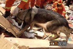 两搜救犬疑被毒死是怎么回事 搜救犬疑被毒死后续