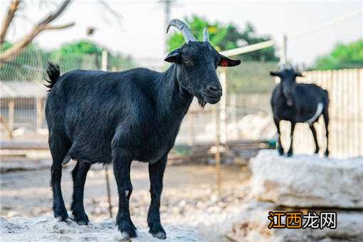 今年的黑山羊多少钱一斤 2019-2020年黑山羊多少钱一斤