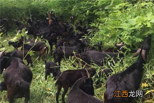今年的黑山羊多少钱一斤 2019-2020年黑山羊多少钱一斤