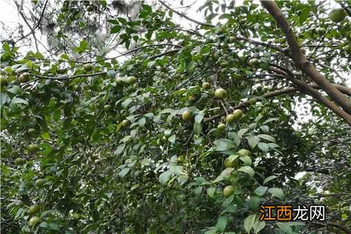 茶树油的种植前景 2020年茶油树种植前景怎么养