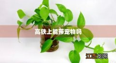 高铁能托运宠物吗 高铁上能带宠物吗