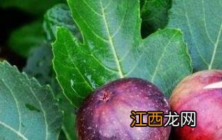 无花果的功效和作用有那些 无花果有哪些功效与作用