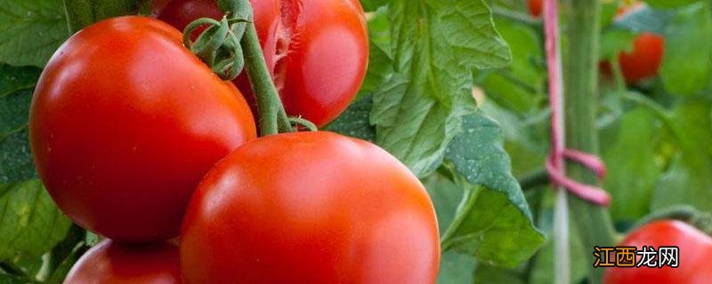 西红柿吊绳简单快速方法 西红柿怎么吊绳子