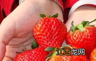 正常草莓和激素草莓如何区别? 如何分辨激素草莓