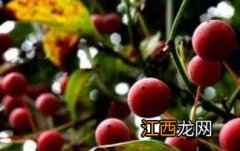 野苹果的功效与作用 野苹果有什么作用