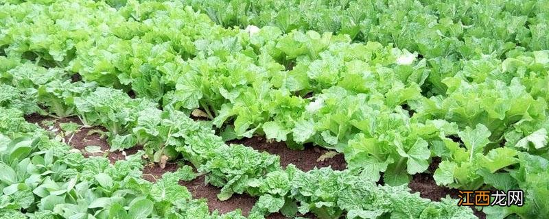 敌敌畏毒性大吗 稀释的敌敌畏毒性大吗