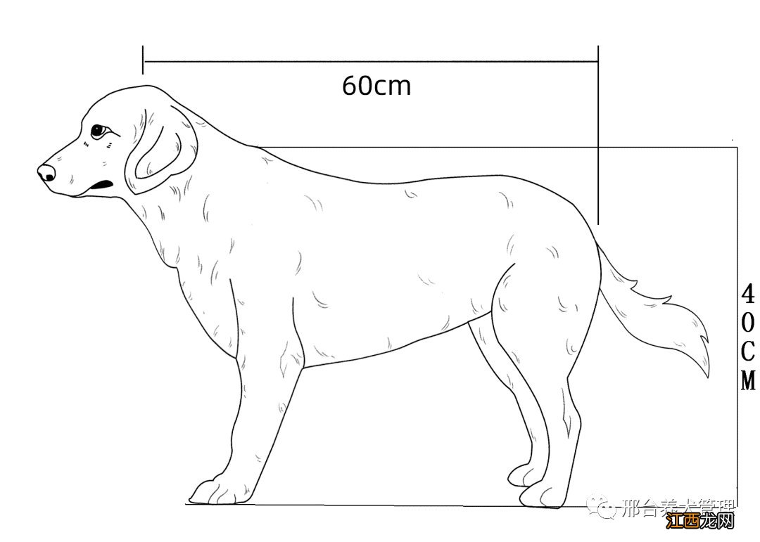 邢台金毛犬舍 邢台可以养金毛吗？