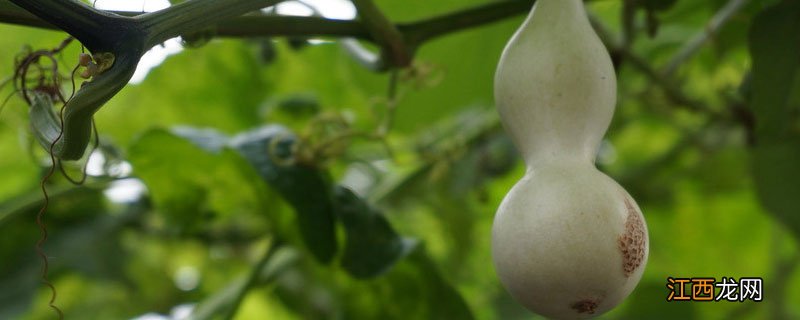 葫芦种子怎么种植方法 小葫芦种子的种植方法和时间