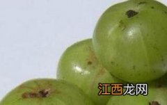 牛甘果酒的功效与作用及做法 牛甘果酒的功效与作用及做法窍门