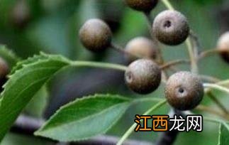 杜梨的作用与功效 杜梨的药用价值