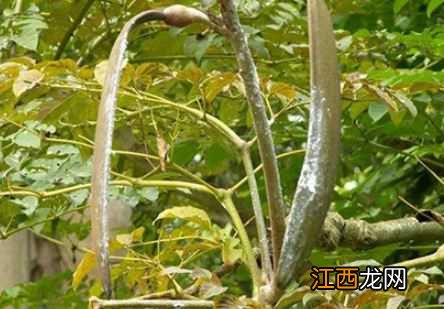 木蝴蝶的药效是什么 药材木蝴蝶别名叫什么