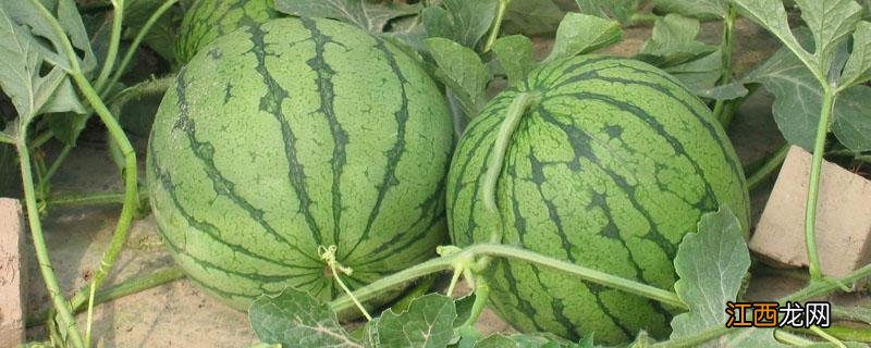 大棚西瓜畸形是什么原因造成的 西瓜畸形是什么原因造成的