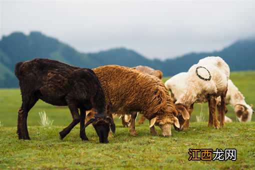 2020年活羊价格预测分析:养殖能赚钱吗?