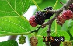 桑树果的药用价值与功效作用 桑树桑果的作用和功效