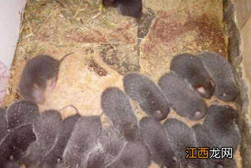 竹鼠市场价格多少钱一只