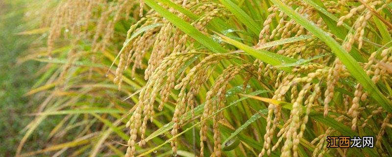 碳铵的肥效时间多长 碳酸氢铵的肥效能持续多久