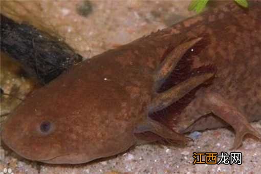 六角恐龙能长多大能活多久 六角恐龙能长多大