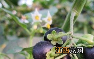 龙葵能降血压吗? 龙葵果能降血压吗