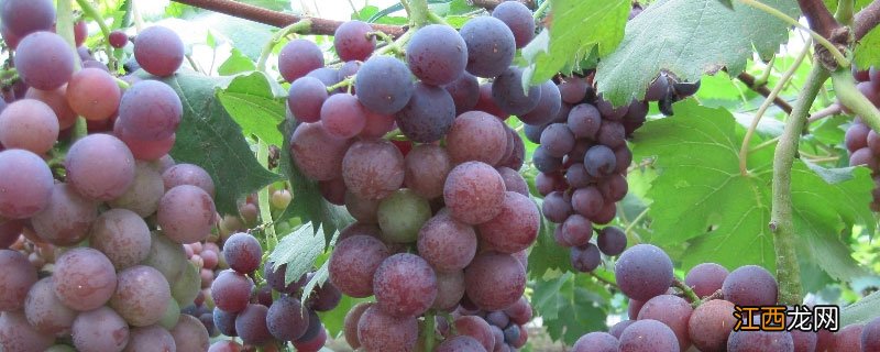 如何预防葡萄大小粒的问题 葡萄大小粒用什么办法解决