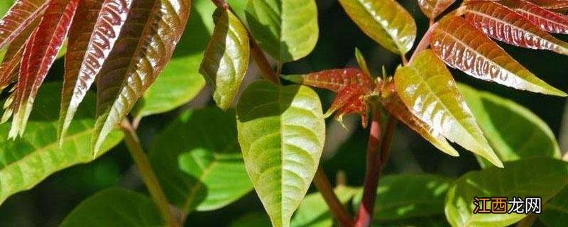 香椿适合什么时候种植 香椿适合在哪里种植