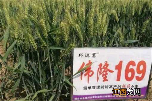 伟隆169产量怎么样 伟隆169品种介绍