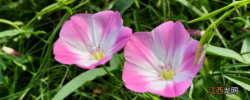 田旋花特效除草剂 防除田旋花特效药