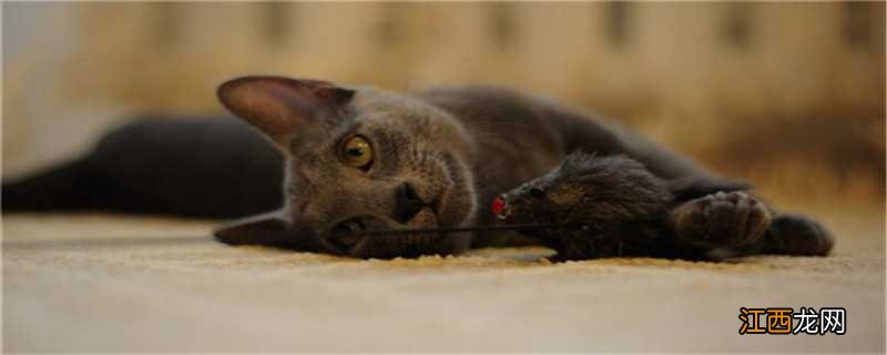 养殖宠物对人体健康的利弊有哪些 养殖宠物对人体健康的利弊