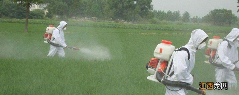 除草药打多久下雨还有效果 除草剂打药后几小时下雨不怕