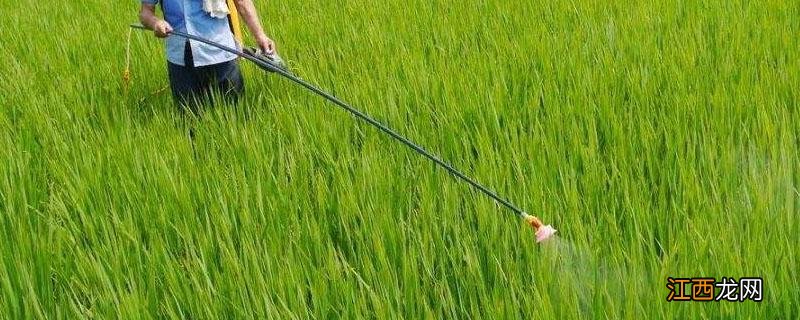 粉虱用什么药最有效 黑刺粉虱用什么药最有效