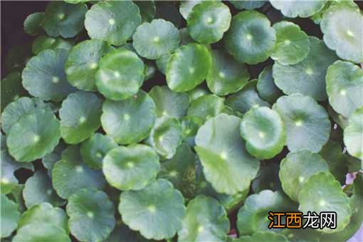 铜钱草和碗莲的区别 碗莲与铜钱草的区别