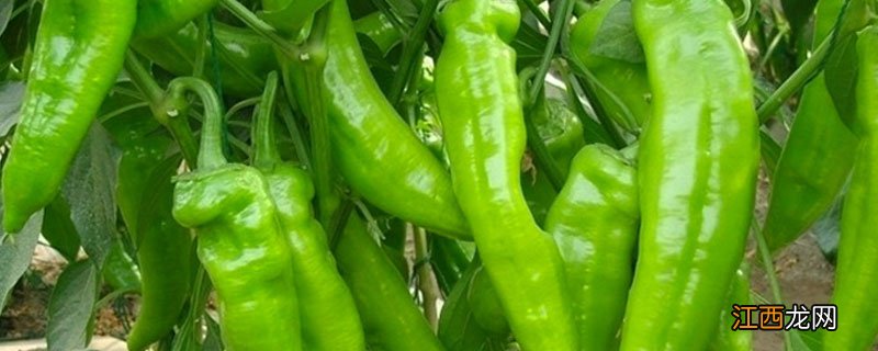 湖南有一种辣椒很贵 湖南章树辣椒为什么这么贵