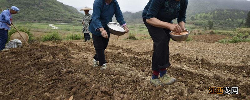 多元素复合肥是什么肥料 复合肥和大量元素肥