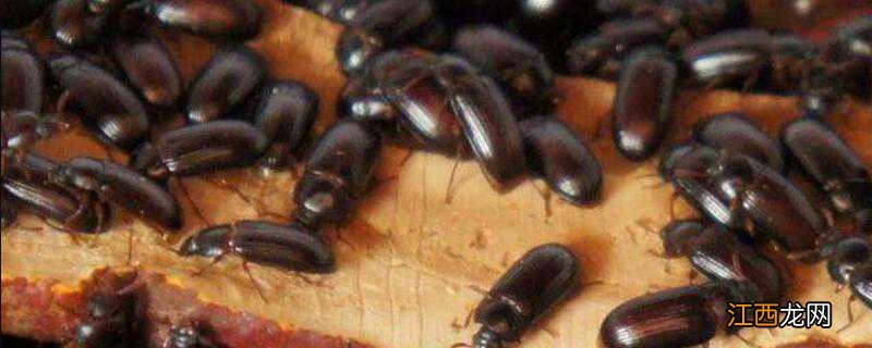 九龙虫可以生吃吗 生吃九龙虫会不会有寄生虫