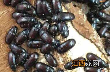 九龙虫可以生吃吗 生吃九龙虫会不会有寄生虫