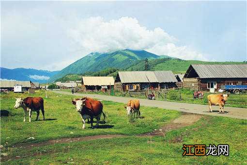 2019-2020年多大的养牛规模效益最高 2020年养牛赚钱吗