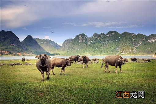 2019-2020年多大的养牛规模效益最高 2020年养牛赚钱吗