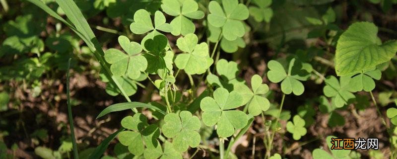 三叶草对果园的危害 果园种植三叶草害处