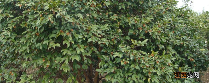 油茶树可以施复合肥吗 油茶树的施肥