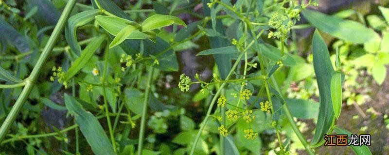 旱地柴胡怎样种植出苗好 柴胡怎样种植技术